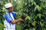 Menata Ulang Masa Depan Petani Lada