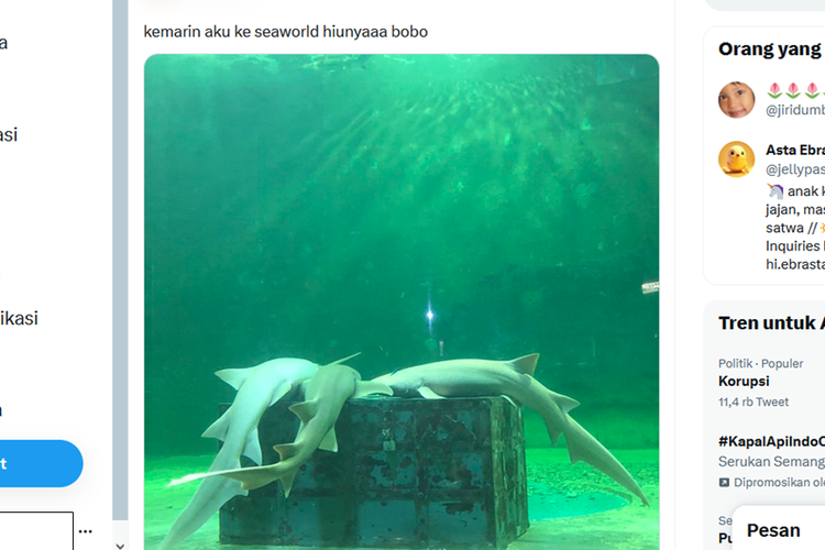 Tangkapan layar unggahan foto yang menampilkan hiu di Sea World, Taman Impian Jaya Ancol sedang tidur