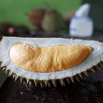 Ilustrasi buah durian bawor.