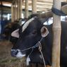 16 Ekor Sapi di Lampung Barat Terjangkit Lumpy Skin Disease