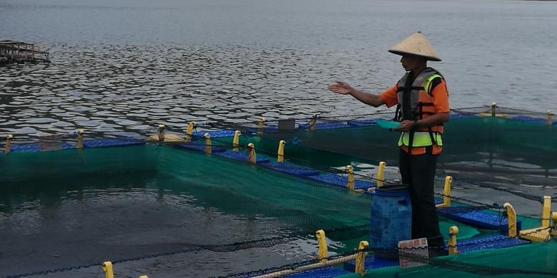 Pekerja PT Suri Tani Pemuka sedang menebar pakan ikan di keramba budidaya ikan Danau Toba