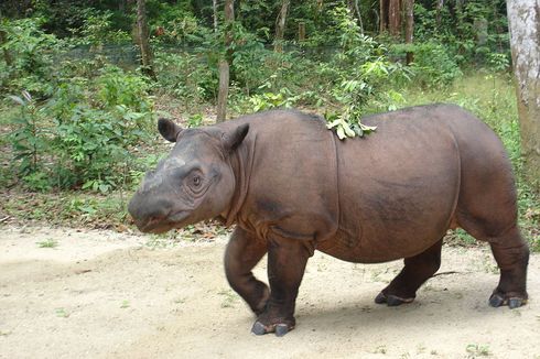 Kenapa Kulit Badak Tebal?