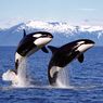Peneliti Jelaskan Kasus Misterius Orca yang Telan 7 Ekor Berang-berang Laut