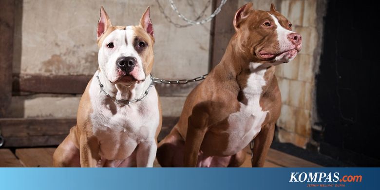 Dua Anjing Pit Bull Bantai 29 Ekor Kucing Di Tempat Penampungan Hewan