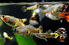 7 Waterpark di Jabodetabek untuk Liburan Keluarga, Lengkap dengan Harga Tiket