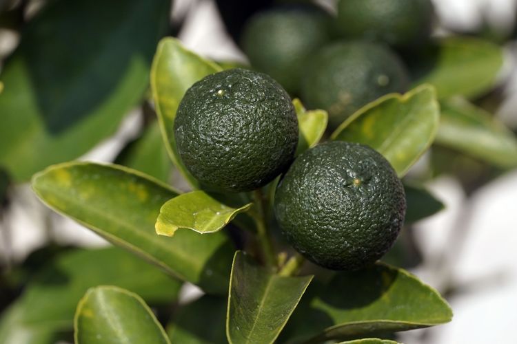 Ilustrasi tanaman jeruk lemon cui atau jeruk kasturi. 