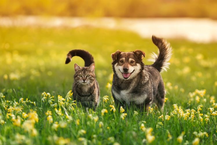 Foto : Asal Usul Anjing dan Kucing Kerap Bertengkar