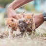 7 Aroma yang Dibenci Kucing, Bisa Cegah Buang Air Sembarangan