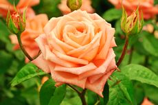 Simak, Cara Menanam Bunga Mawar dari Batang
