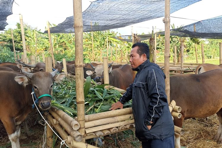 Penjual hewan kurban sapi di Mataram