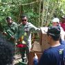 Puluhan Satwa Liar Dilepaskan ke Habitatnya di Pulau Seram, Ada Buaya hingga Burung Nuri