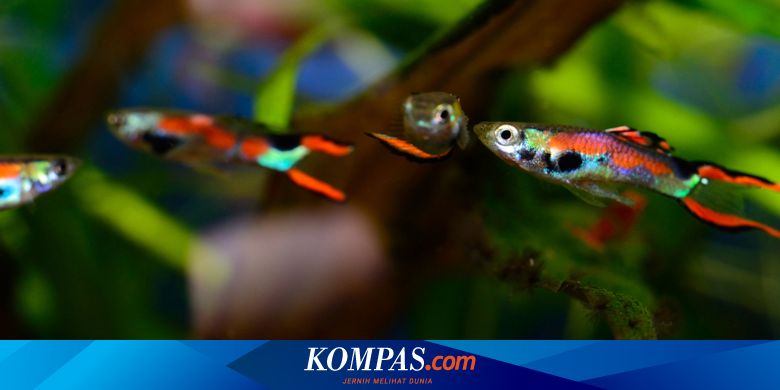 Potensi Bisnis Ikan Guppy Di Pasar Internasional Menggiurkan Halaman All Kompas Com