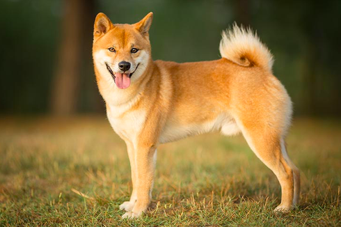 Kenalan Sama Shiba Inu, Anjing Asli Jepang yang Jadi Lambang Dogecoin