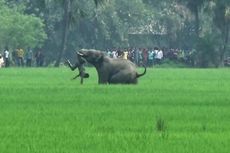 Setiap Hari, Satu Warga India Tewas Diserang Gajah dan Harimau