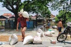 Cerita Pilu Warga Demak, Gabah Simpanan Membusuk Terendam Banjir