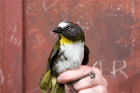 Temuan 2 Spesies Burung Baru di Papua Ternyata Beracun