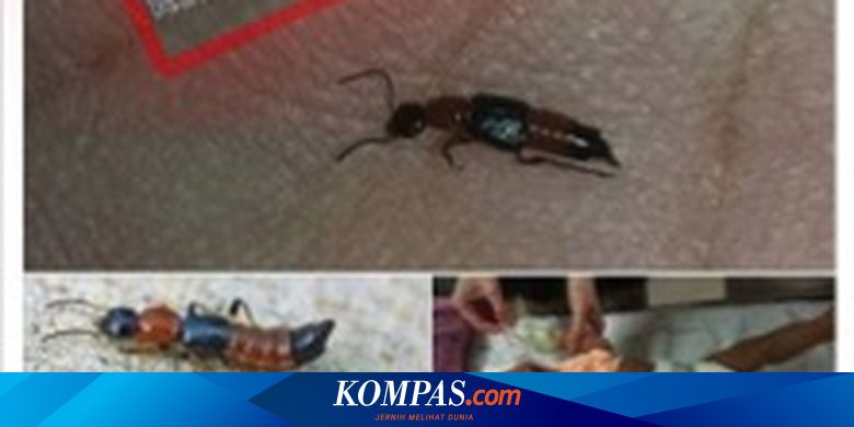 Viral Semut Charlie Berbahaya Di Medsos Hewan Apa Itu Sebenarnya Halaman All Kompas Com