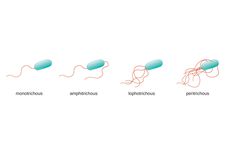 Jenis-jenis Bakteri berdasarkan Jumlah Flagelanya