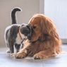 Dikenal Sulit Akur, Berikut 6 Perbedaan Menarik antara Kucing dan Anjing