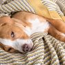 10 Penyakit Penyebab Anjing Muntah yang Harus Diwaspadai