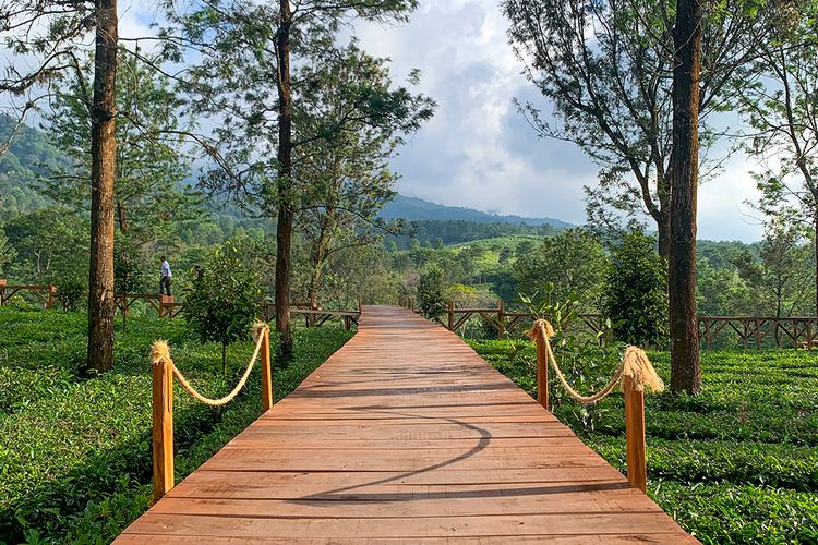 Tea Bridge di kawasan Agrowisata Gunung Mas, Puncak Bogor 
