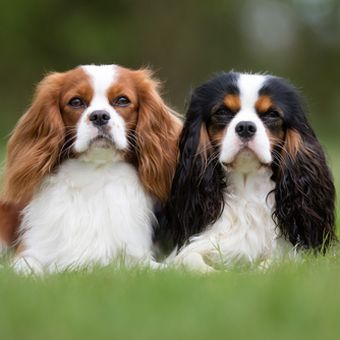 Ilustrasi anjing cavalier king charles spaniel.