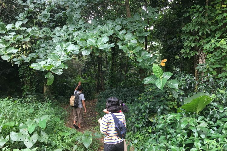 Para wisatawan sedang berjalan memasuki kawasan hutan untuk menuju ke salah satu titik Sungai Ciliwung yang memiliki pesona indah, lengkap dengan pepohona rindang, serta rerumputan dan semak belukar yang masih hijau dan asri, Kota Bogor, Senin (24/5/2021).