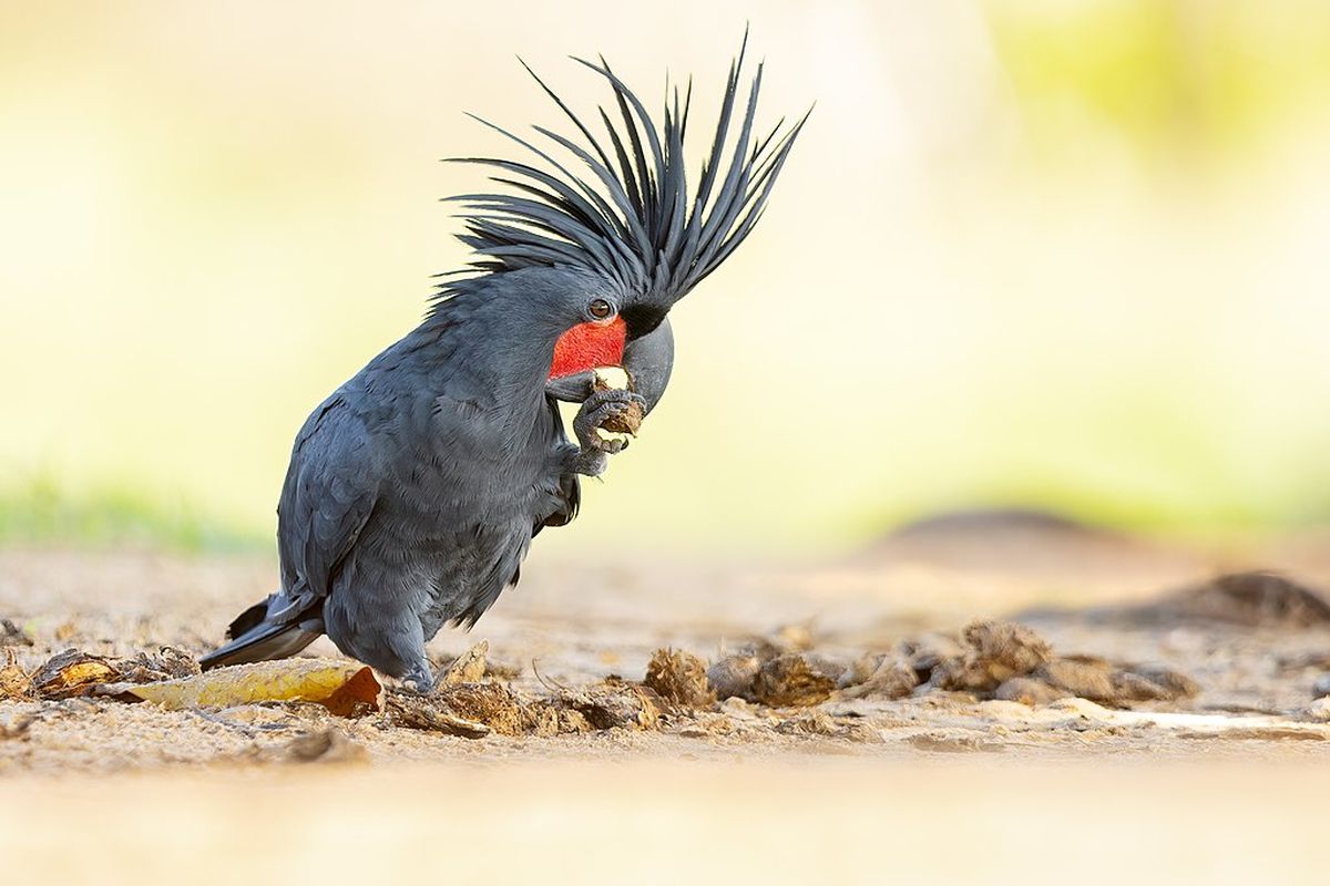 Kakatua raja adalah salah satu jenis fauna Australis. Pemuda ditangkap Gakkum Kehutanan di Sumut karena memperdagangkan tujuh burung dilindungi. Satwa diduga hendak diselundupkan ke Thailand.