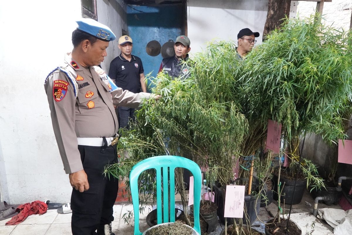 Warga Cengkareng Berkebun Ganja di Rumah, Ada 40 Tanaman dalam 16 Pot