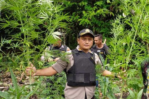 Polisi Duga Banyak Ladang Ganja Terpencar di Perbatasan Indonesia-Papua Nugini