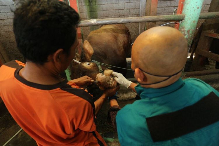 14 ekor Sapi di Kabupaten Bandung diduga terjangkit PMK, Pemerintah Kabupaten Bandung siapkan beberapa langkah mulai dari vaksinasi hingga menurunkan dokter hewan.