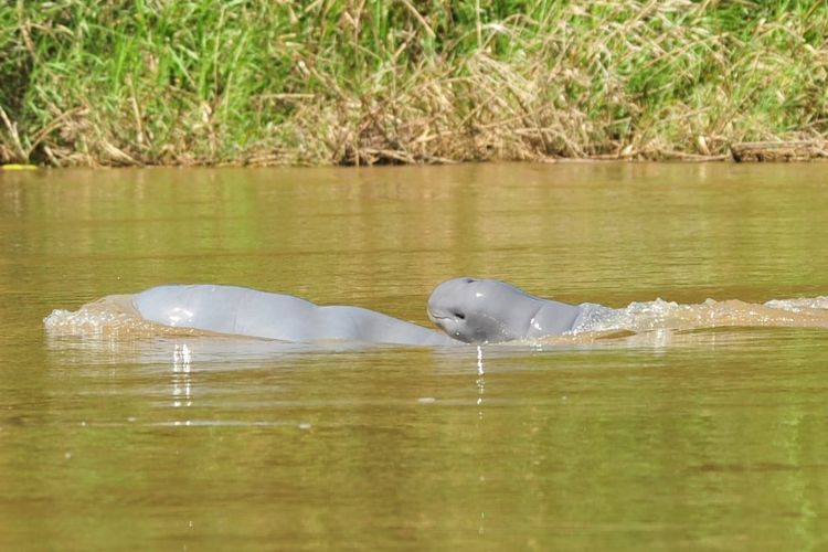 Hewan mamalia khas Kalimantan Timur, Pesut Mahakam saat bermain di perairan Sungai Mahakam. 