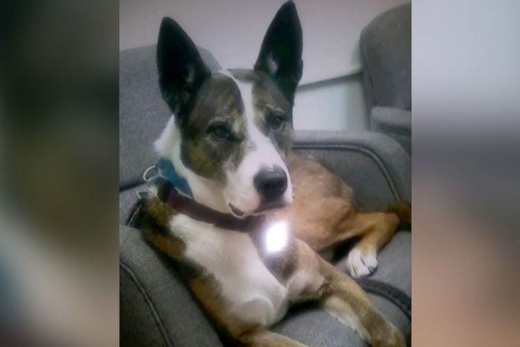 Layla, seekor service dog yang tewas terkena tembakan demi menyelamatkan manusia. Insiden penembakan terjadi di jalan raya Oakland, California, Amerika Serikat, pada Jumat (21/9/2018). (ABC News)