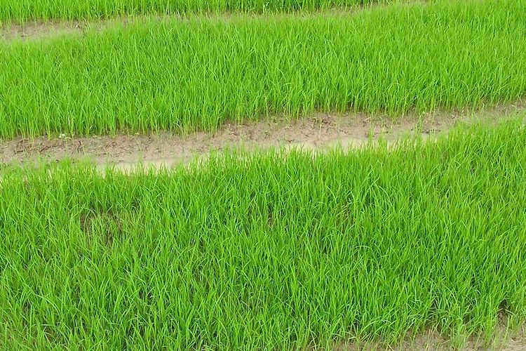 Ilustrasi persemaian padi
