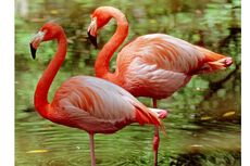 Terungkap, Alasan Flamingo Suka Berdiri dengan Satu Kaki