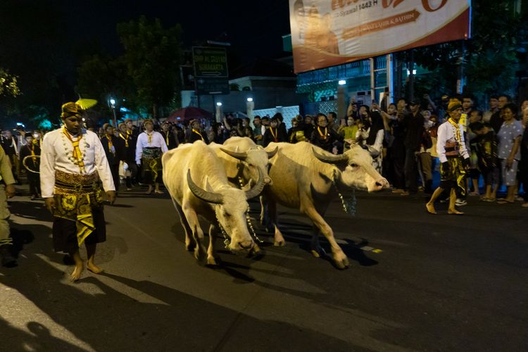 Kerbau Bule Saat Kirab Malam 1 Suro Keraton Surakarta.