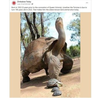 Foto misinformasi dengan narasi Jonathan Si Kura-kura. Foto asli diketahui diambil dari akun media sosial Taronga Zoo.