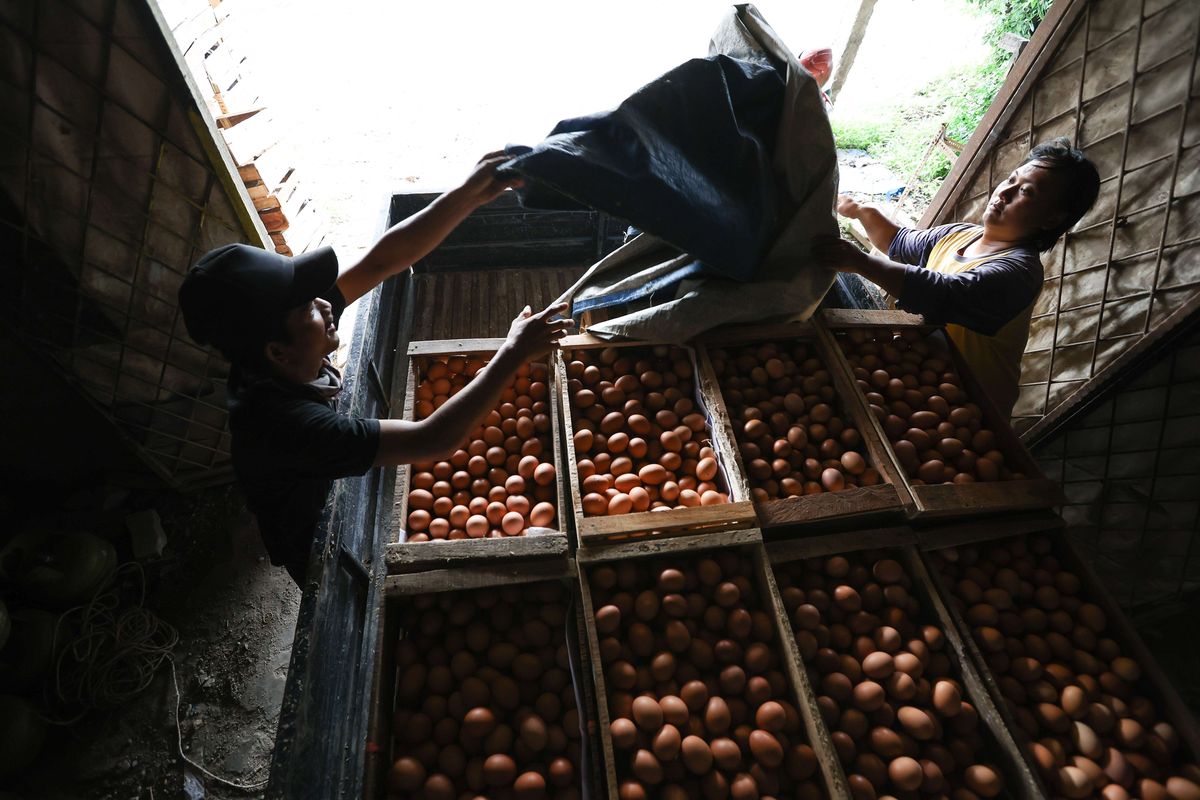 Peternak ayam petelur mengirimkan telur hasil panen di kawasan Cibinong, Kabupaten Bogor, Selasa (23/8/2022). Dalam dua pekan ini harga telur terus mengalami kenaikan harga. Ditingkat peternak harga telur dijual Rp 28.500 per kilogram. Sedangkan di pedagang harga telur mencapai Rp 31.000 per kilogram.