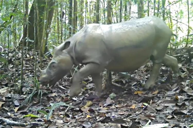Berpacu dengan Waktu Menyelamatkan Pari, Badak Terakhir di Kalimantan