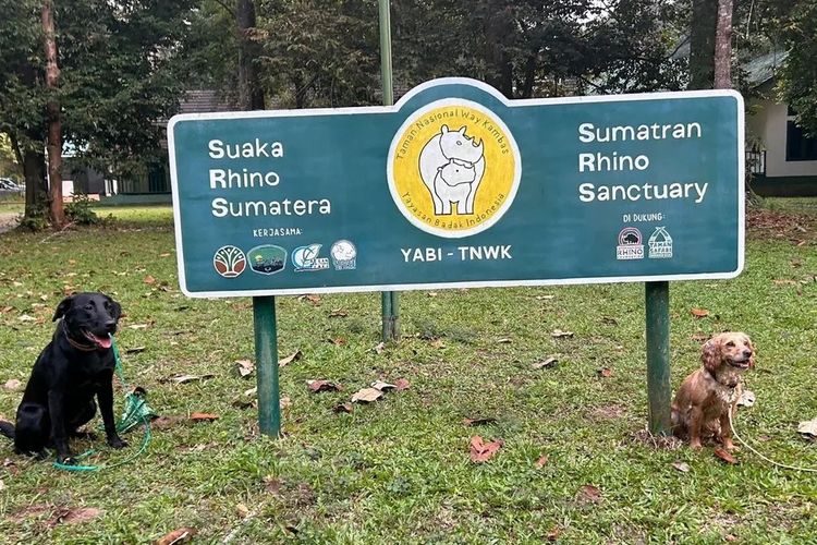 Yagi (kiri) dan Quinn (kanan) sedang mencari bukti keberadaan badak Sumatra yang terancam punah di Taman Nasional Way Kambas, Indonesia. 