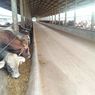 32.000 Ekor Sapi dari Lampung Jamin Kebutuhan Daging di Jabodetabek Selama Lebaran