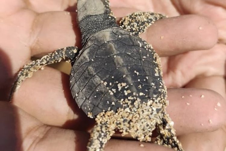 Tukik yang dilepas liarkan di Pantai Ngandong, Gunungkidul, Selasa (22/7/2025)