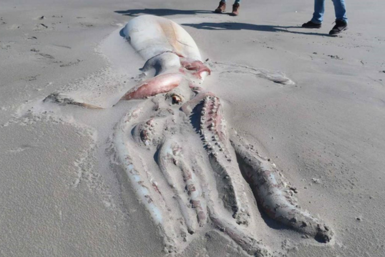 Bangkai cumi-cumi raksasa setengah terkubur saat ditemukan terdampar di pantai di cagar alam Farewell Spit, Selandia Baru. 
