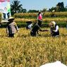 Khofifah: Produksi Padi di Jatim Tertinggi Nasional Selama 3 Tahun Berturut-turut