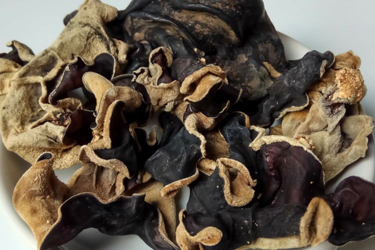 Ilustrasi jamur kuping kering. 