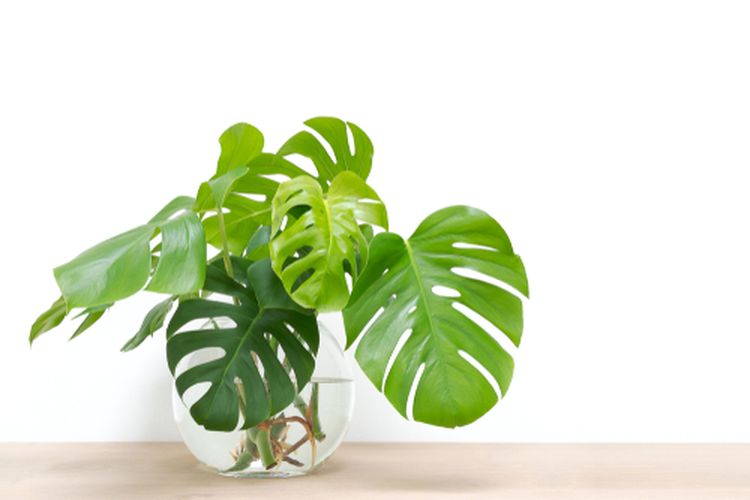 Monstera yang ditanam dengan media air.