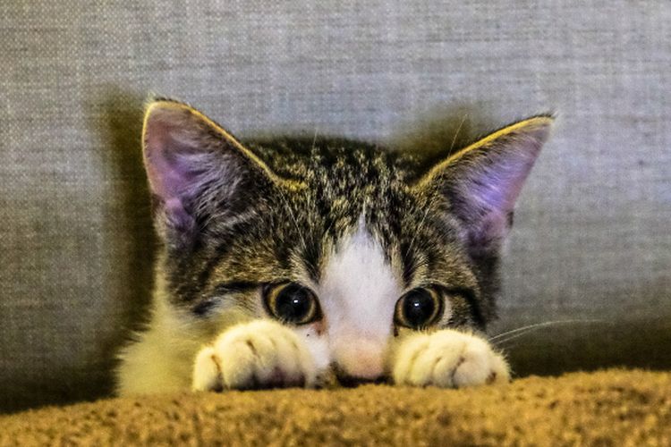 Cara Tahu Sifat Kucing, Pakar IPB Sebut 5 Fisik Ini