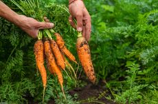 6 Tanaman Sayur yang Dapat Ditanam di Tempat Teduh Sebagian