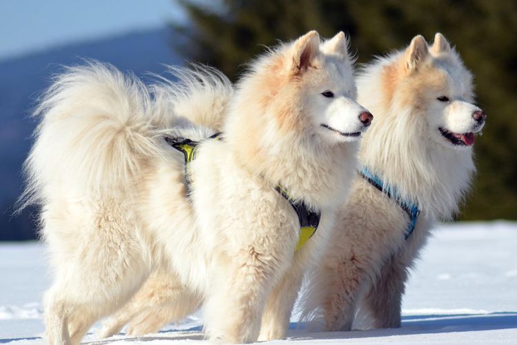 7 Fakta Menarik Anjing Samoyed, Mirip Serigala dan Selalu Tersenyum