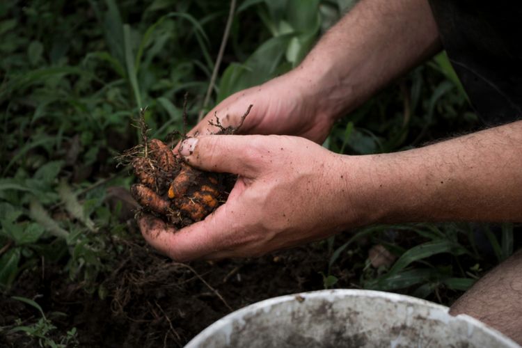 Ilustrasi kunyit, menanam kunyit. 